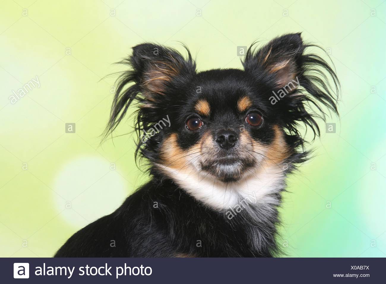 Black And Tan Long Haired Chihuahua Stock Photos Black And Tan