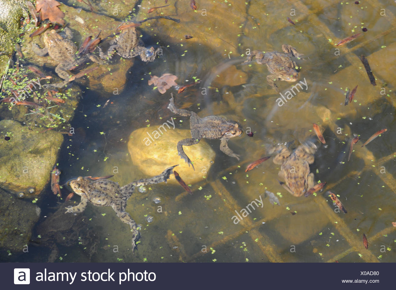 Bufo bufo, Toads Stock Photo