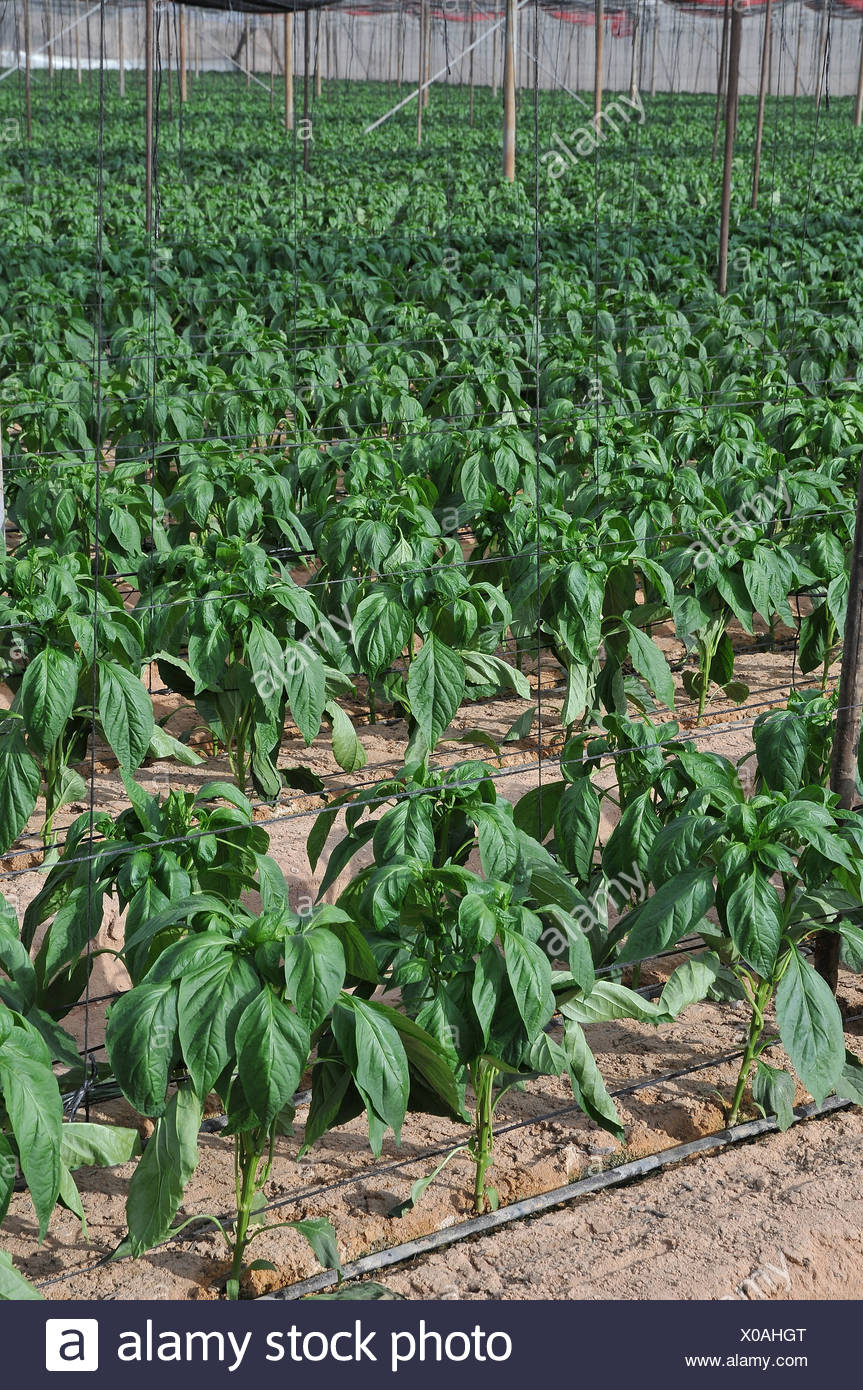 Pepper Farms Stock Photos & Pepper Farms Stock Images Alamy