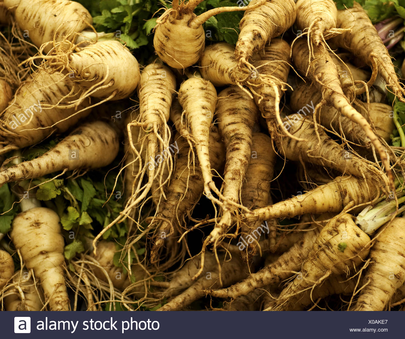 Parsnip Leaves Root High Resolution Stock Photography and Images Alamy