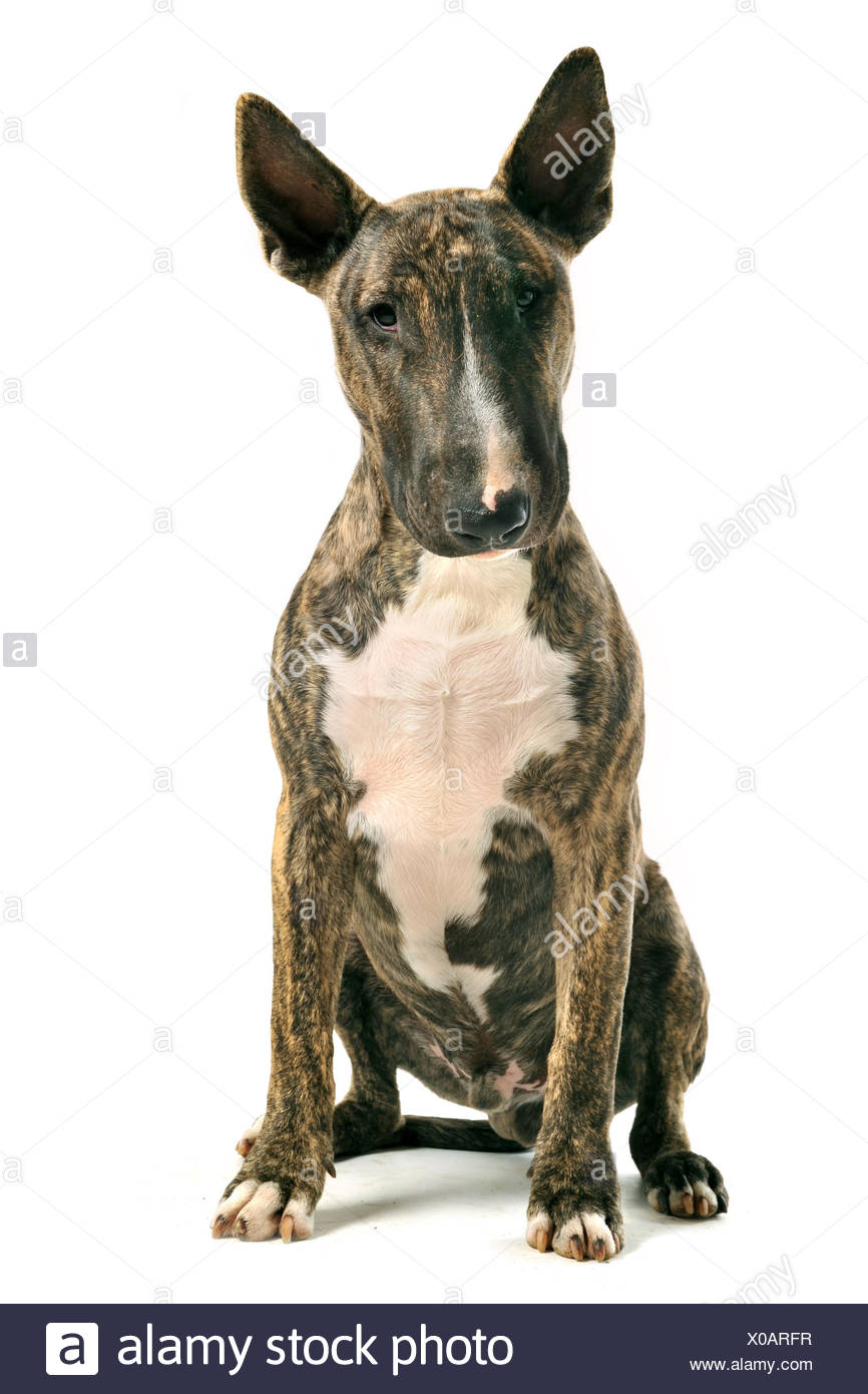 english bull terrier guard dog