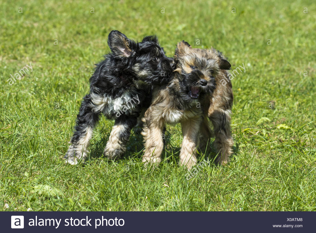 miniature tibetan terrier