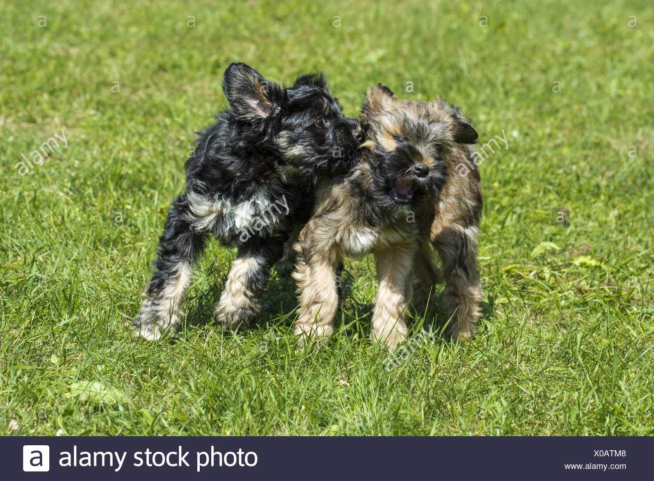 tibetan terrier rescue dogs
