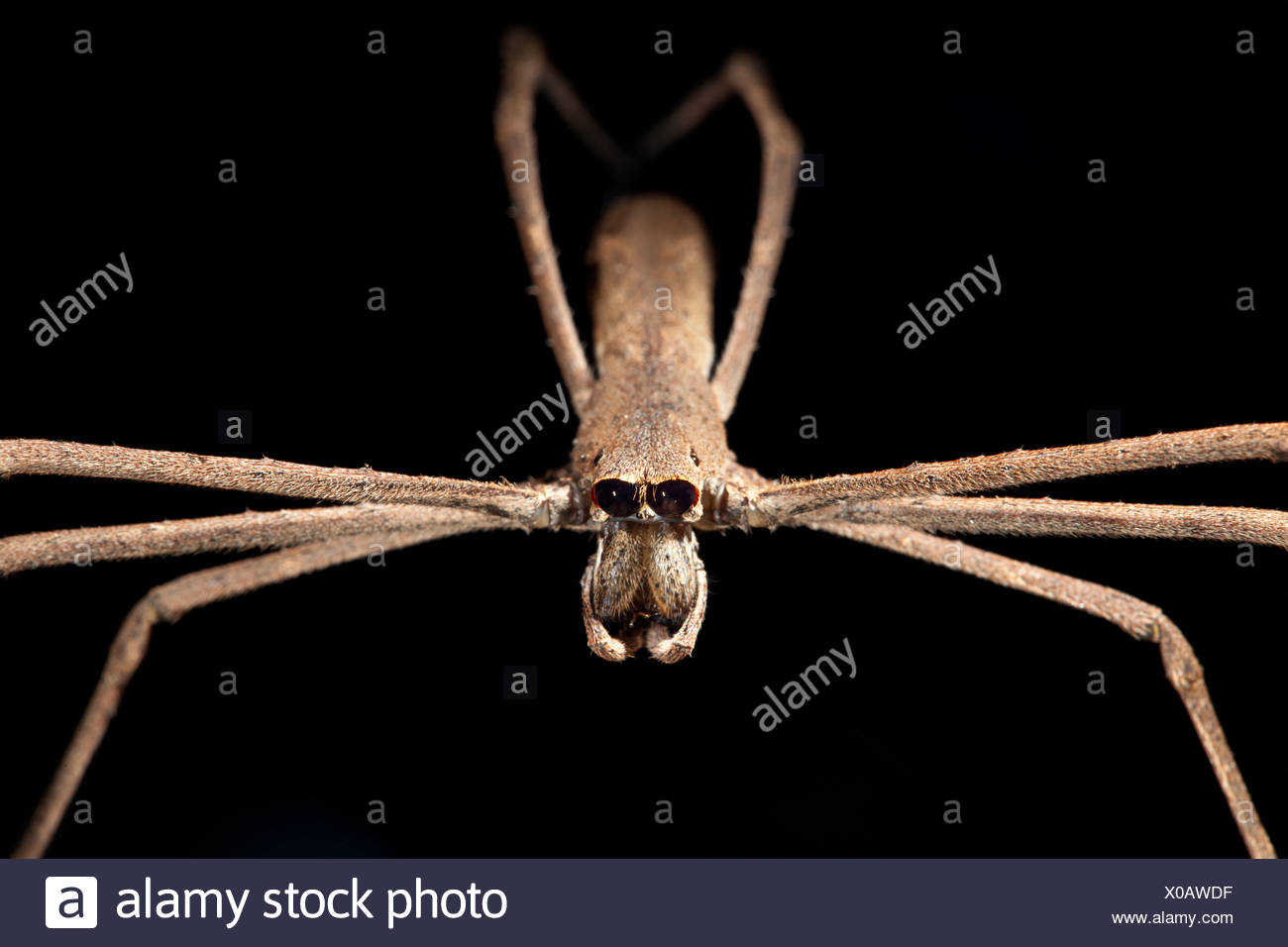 Ogre High Resolution Stock Photography And Images Alamy Ogre High Resolution Stock Photography And Images Alamy