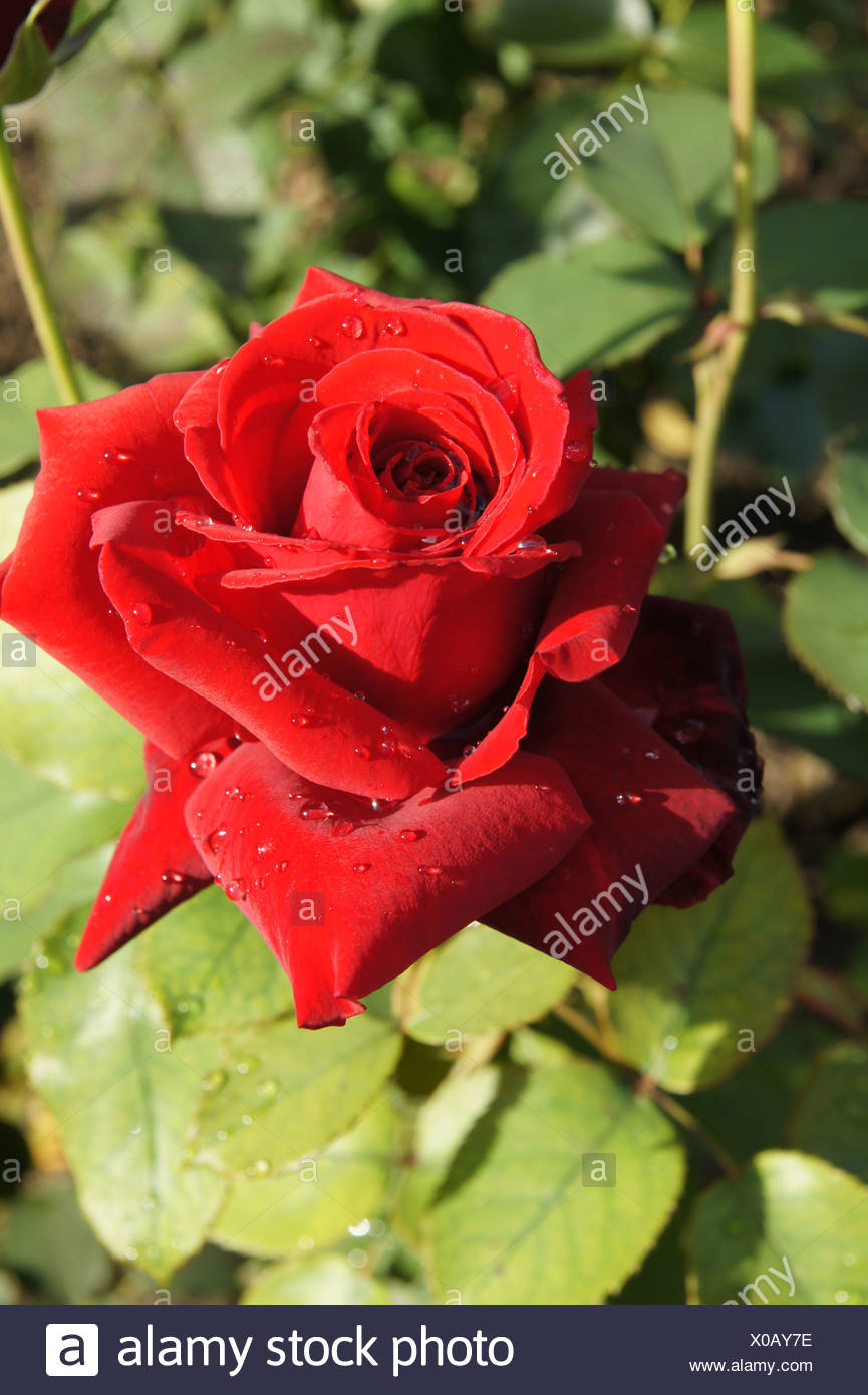 Erotika Stock Photos & Erotika Stock Images - Alamy
