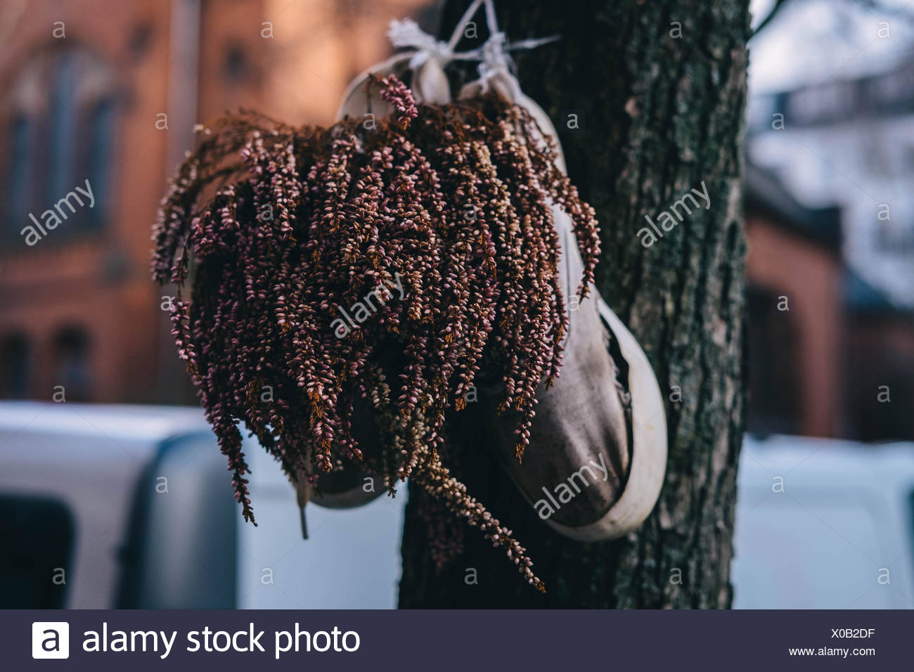 Shoes Hanging From Tree Stock Photos & Shoes Hanging From Tree Stock