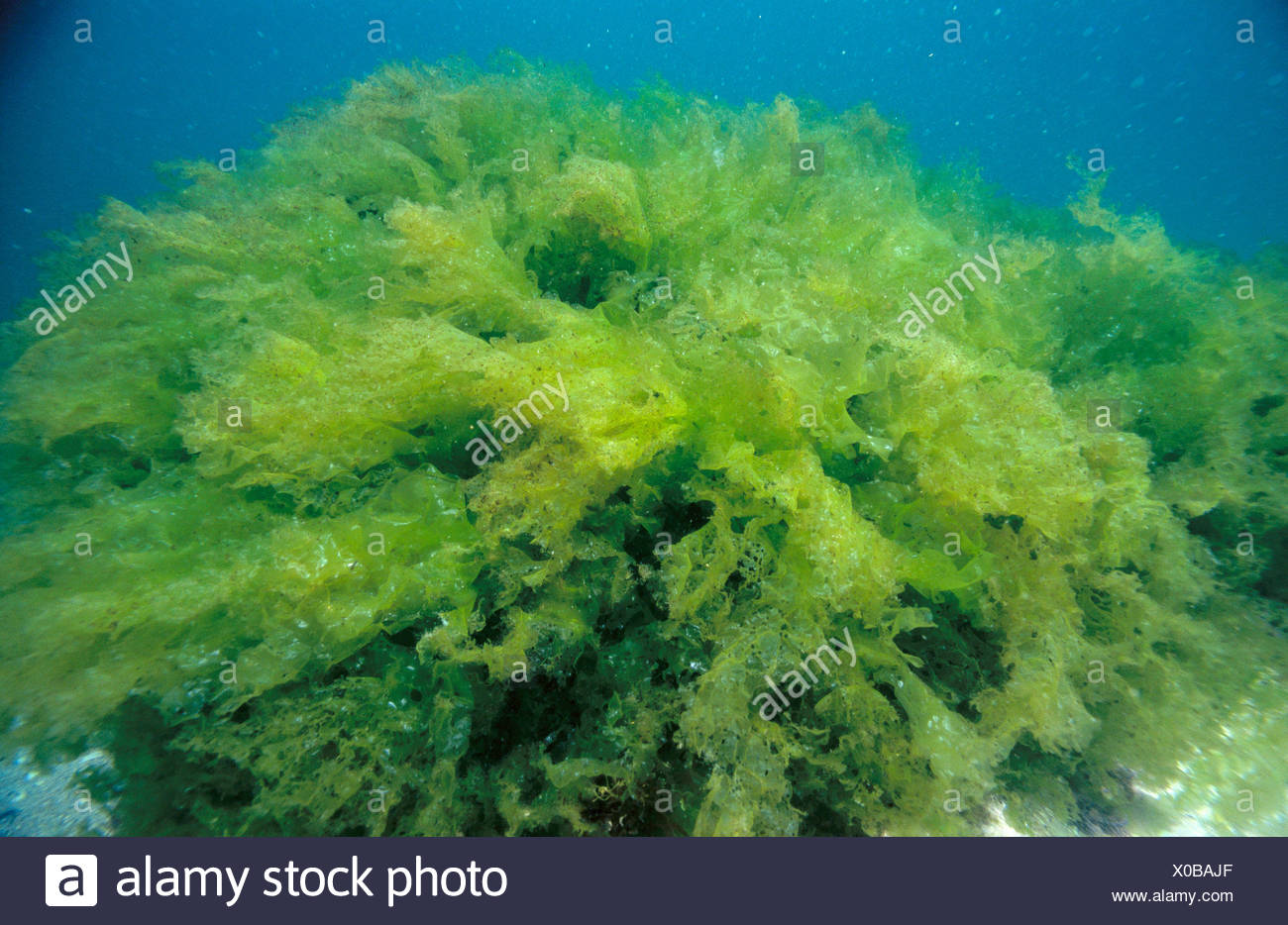 Eastern Atlantic Galicia Spain Sea lettuce Ulva rigida Stock Photo