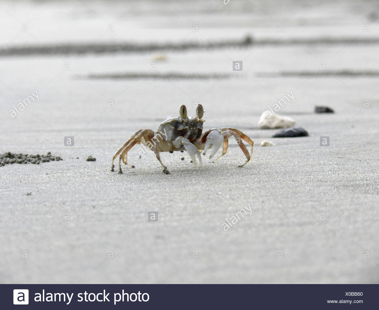 Strand Krabbe High Resolution Stock Photography and Images - Alamy