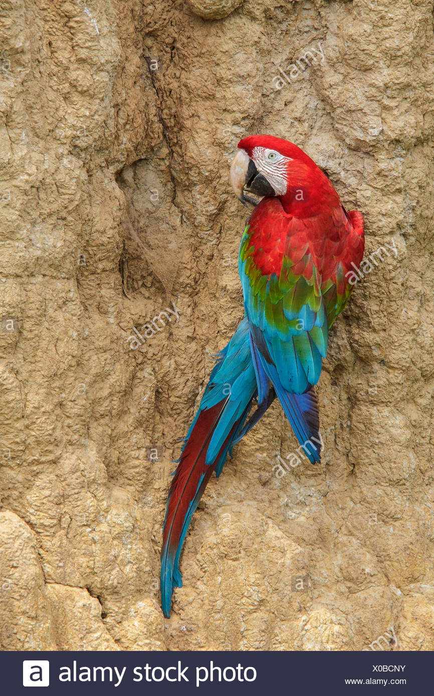 Redandgreen Macaw (Ara chloroptera) eating clay at a clay lick in Manu  National Park, Peru Stock Photo - Alamy