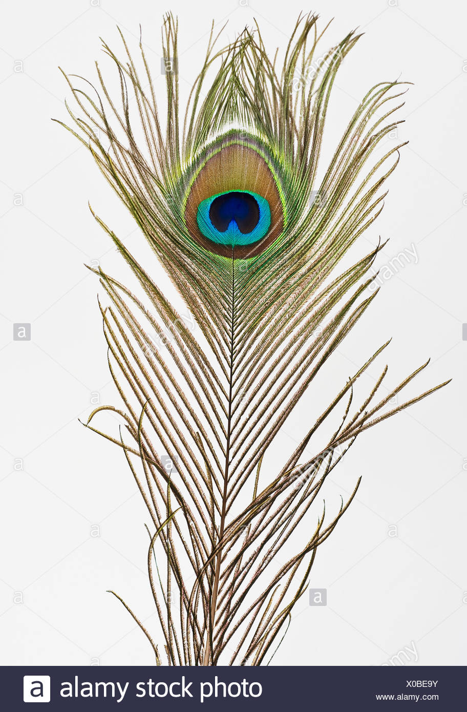 Close up of peacock feather Stock Photo