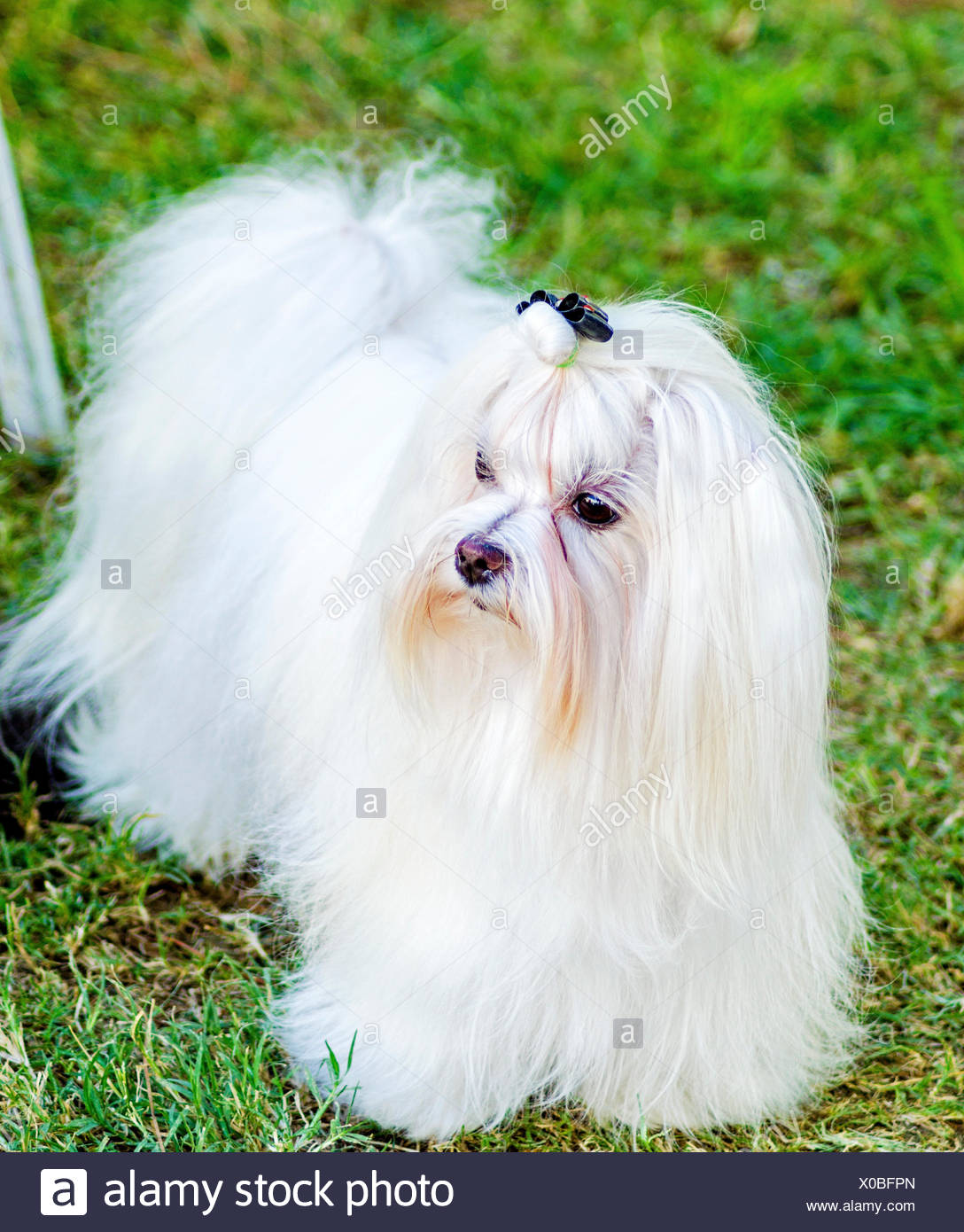 small show dogs