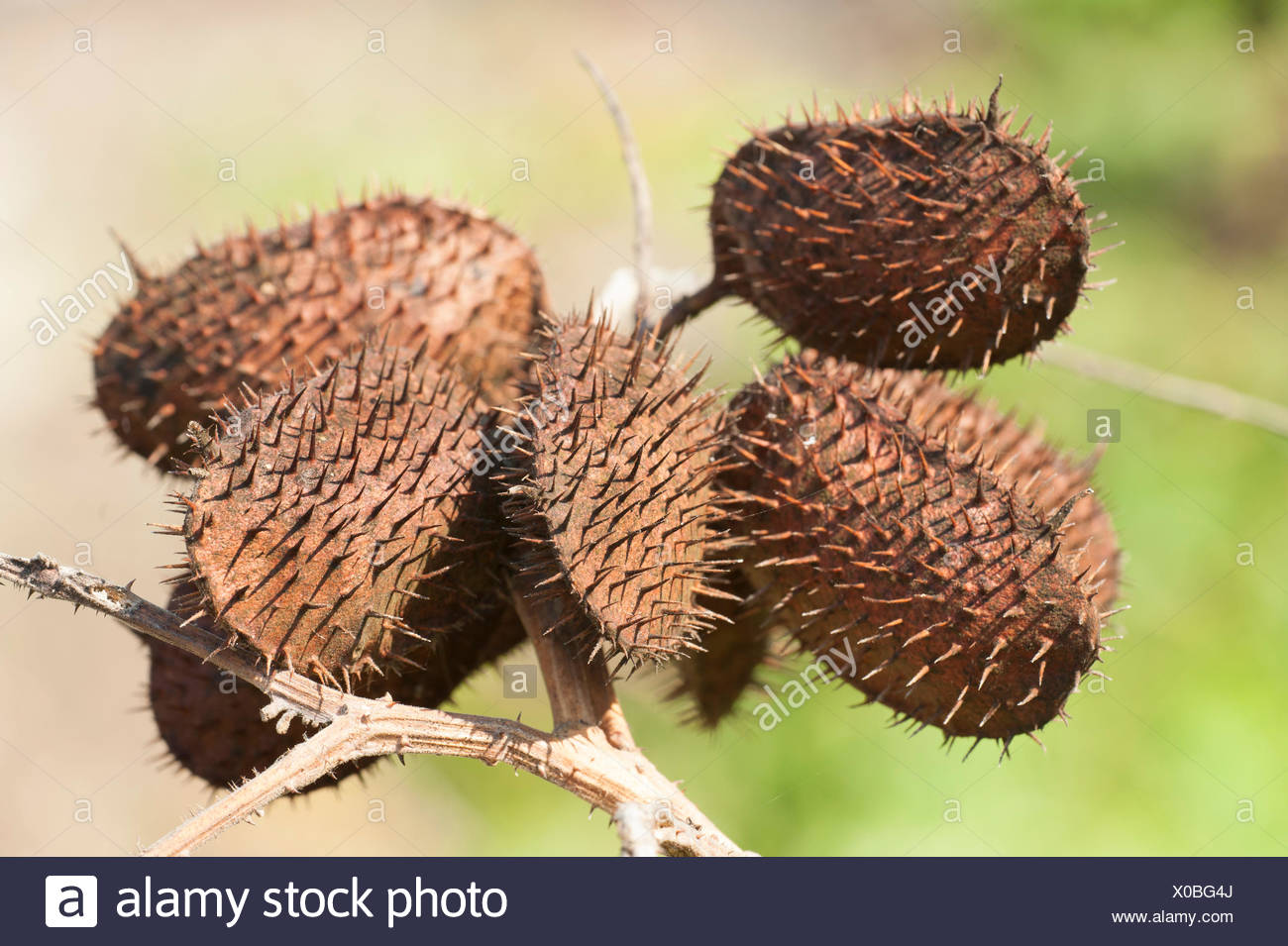 Spiky Seed Pod High Resolution Stock Photography And Images Alamy