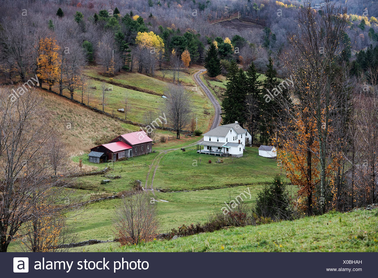 Bovina Stock Photos & Bovina Stock Images Alamy