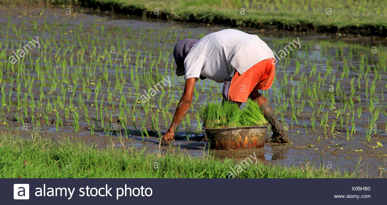 Planting Rice In Asia High Resolution Stock Photography and Images - Alamy