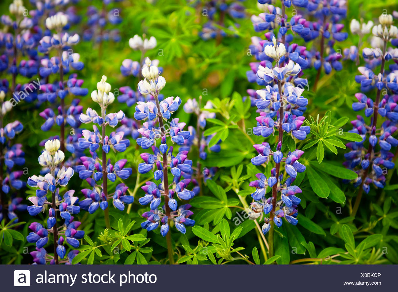 Lupine High Resolution Stock Photography and Images - Alamy