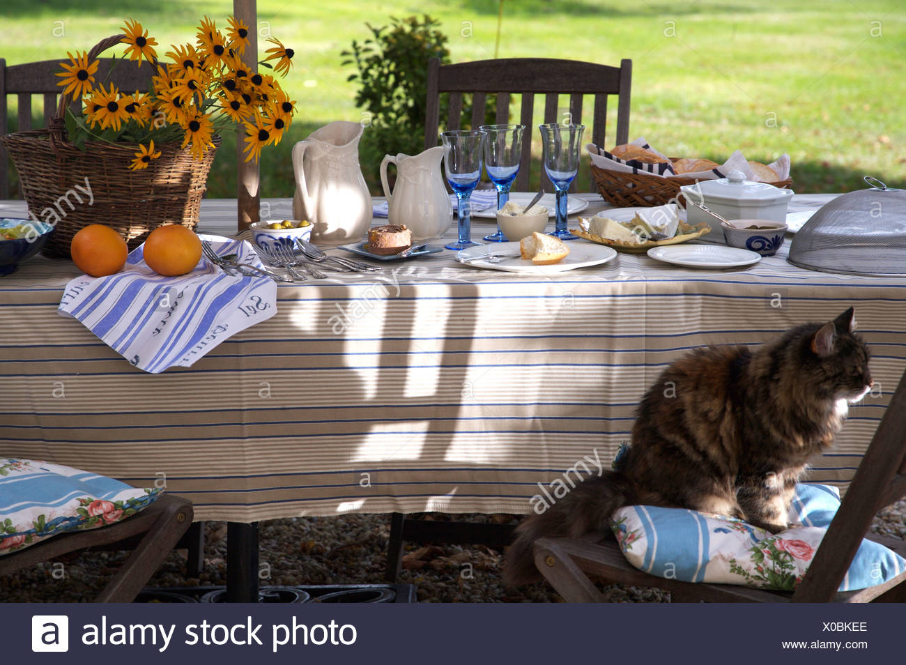Cat Sitting On Chair Beside Table With Striped Cloth Set For