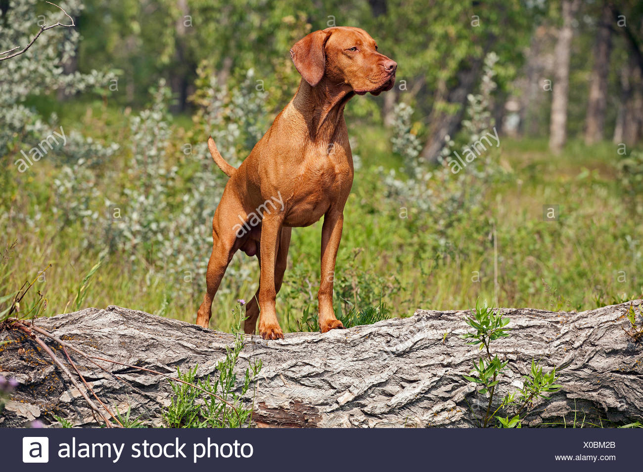vizsla pointing