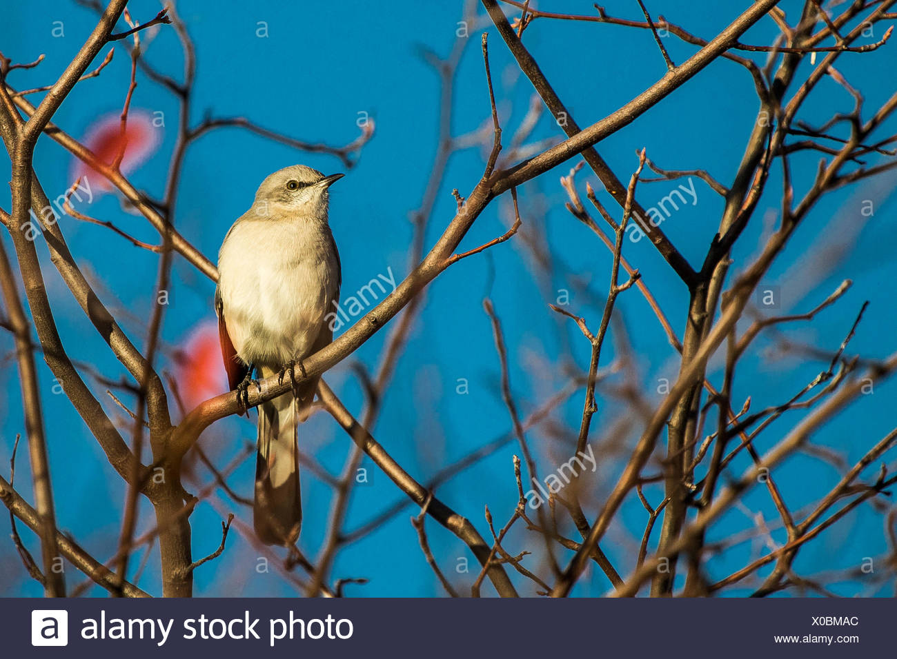Portrait Of A Northern Mockingbird Mimus Polyglottos Perched In Tree Top