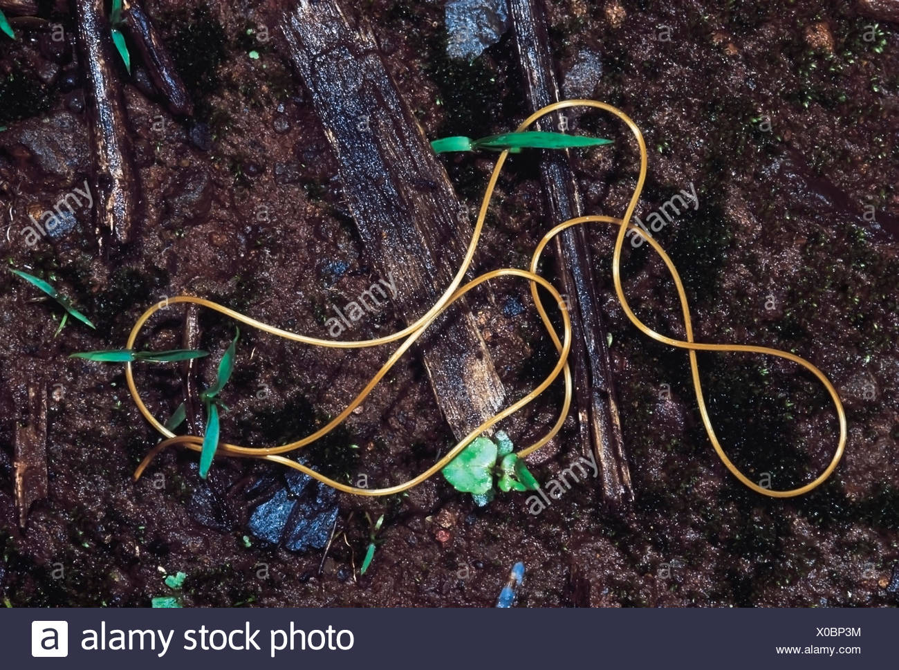 Gordian Worms High Resolution Stock Photography and Images Alamy