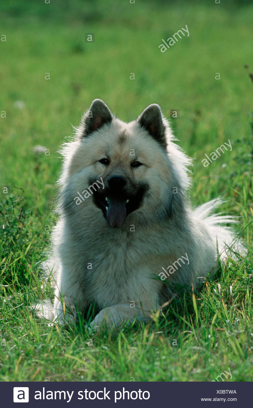 Eurasian Eurasier Stock Photo Alamy
