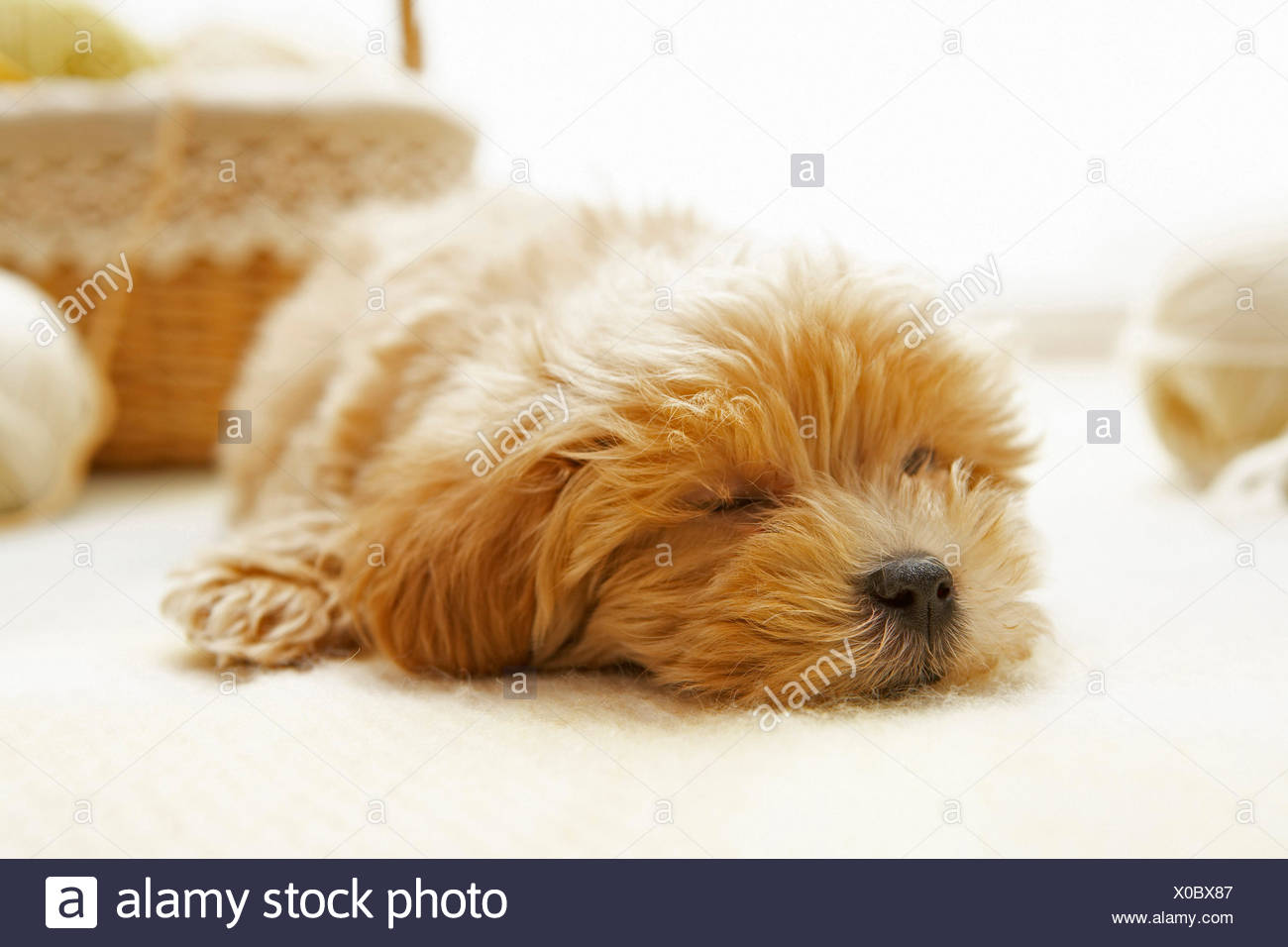 sleepy poodle toy