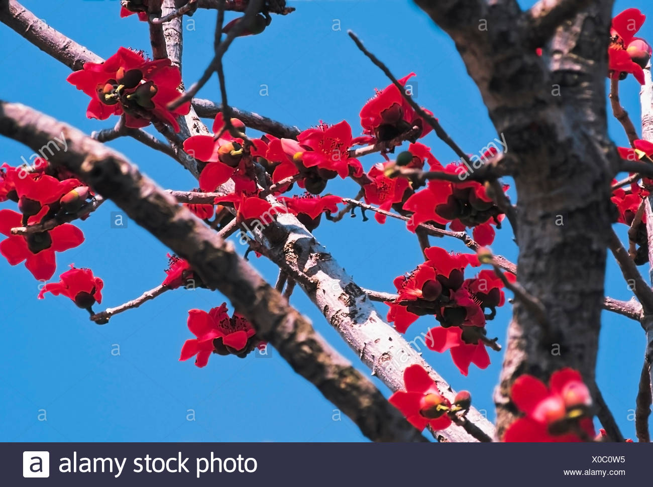 Red Silk Cotton Flower High Resolution Stock Photography And Images Alamy