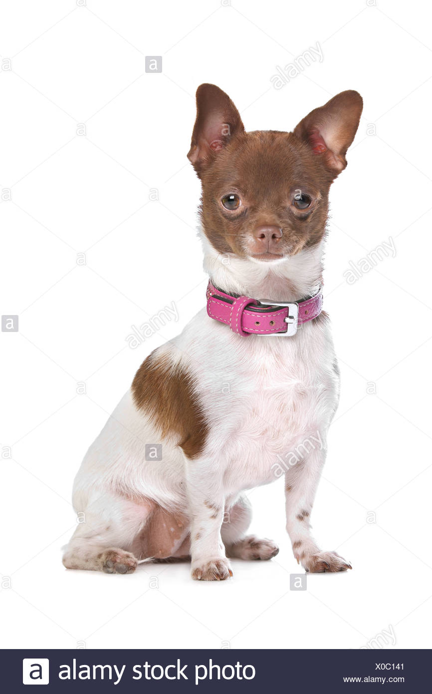 Chihuahua In Front Of A White Background Brown And White Short