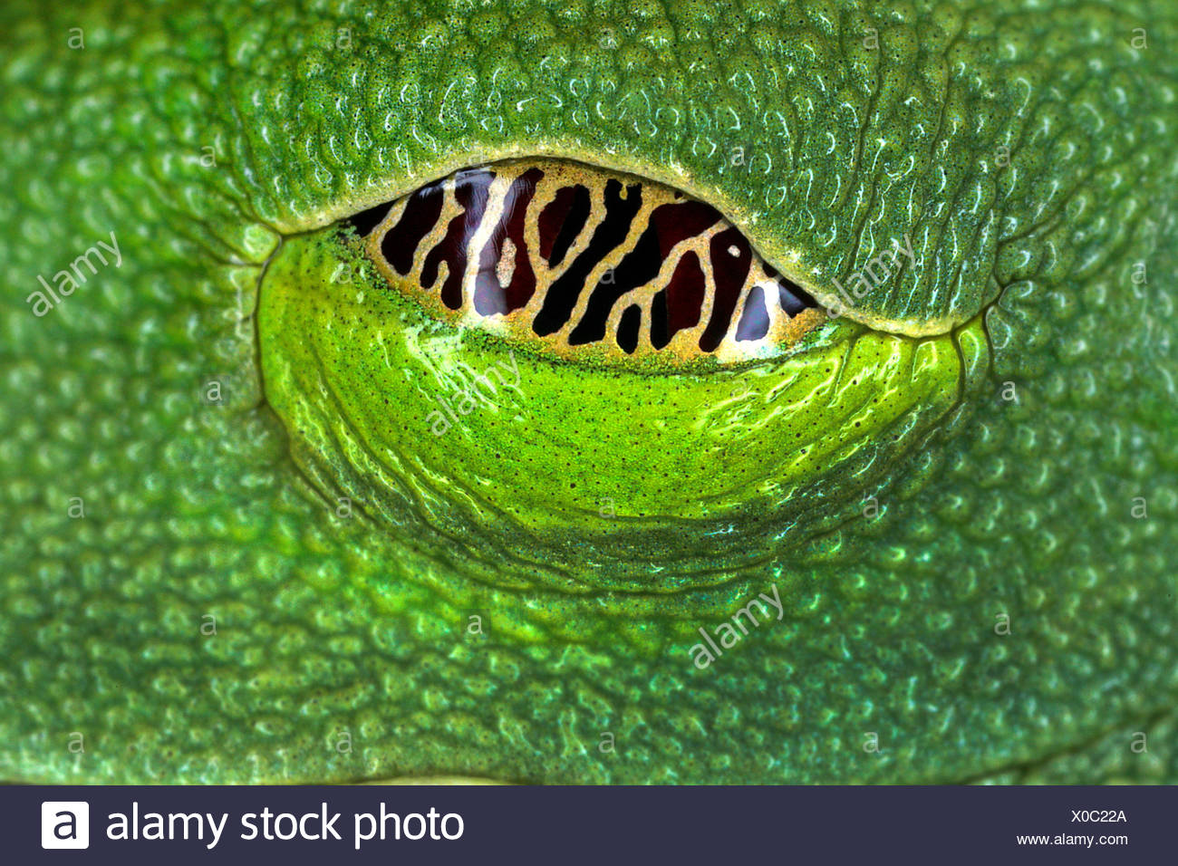 red-eyed treefrog, redeyed treefrog, redeye treefrog, red eye treefrog, red eyed frog (Agalychnis callidryas), eye, Seychelles Stock Photo