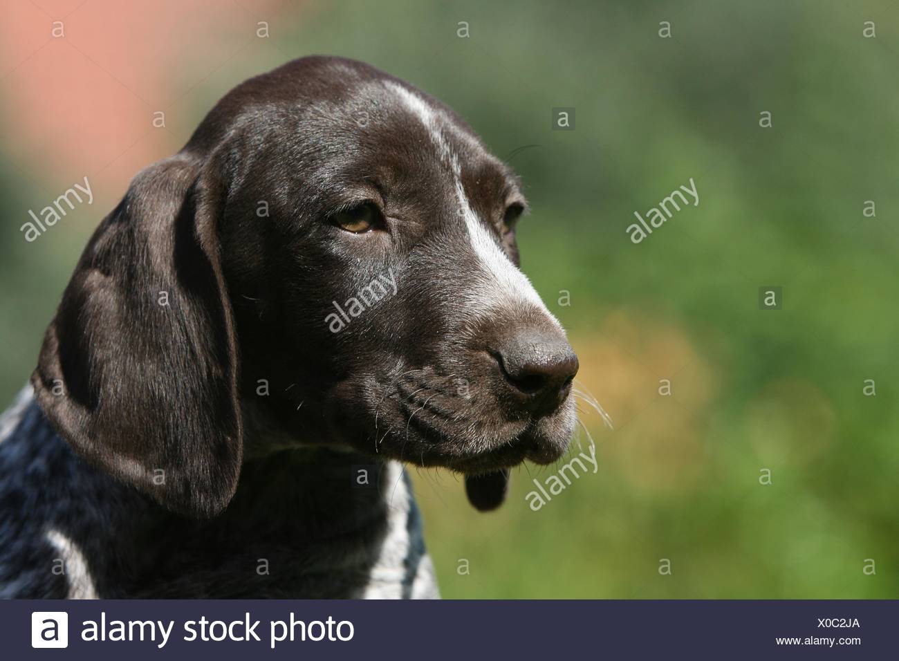 Pointer Puppy Stock Photos Pointer Puppy Stock Images Alamy