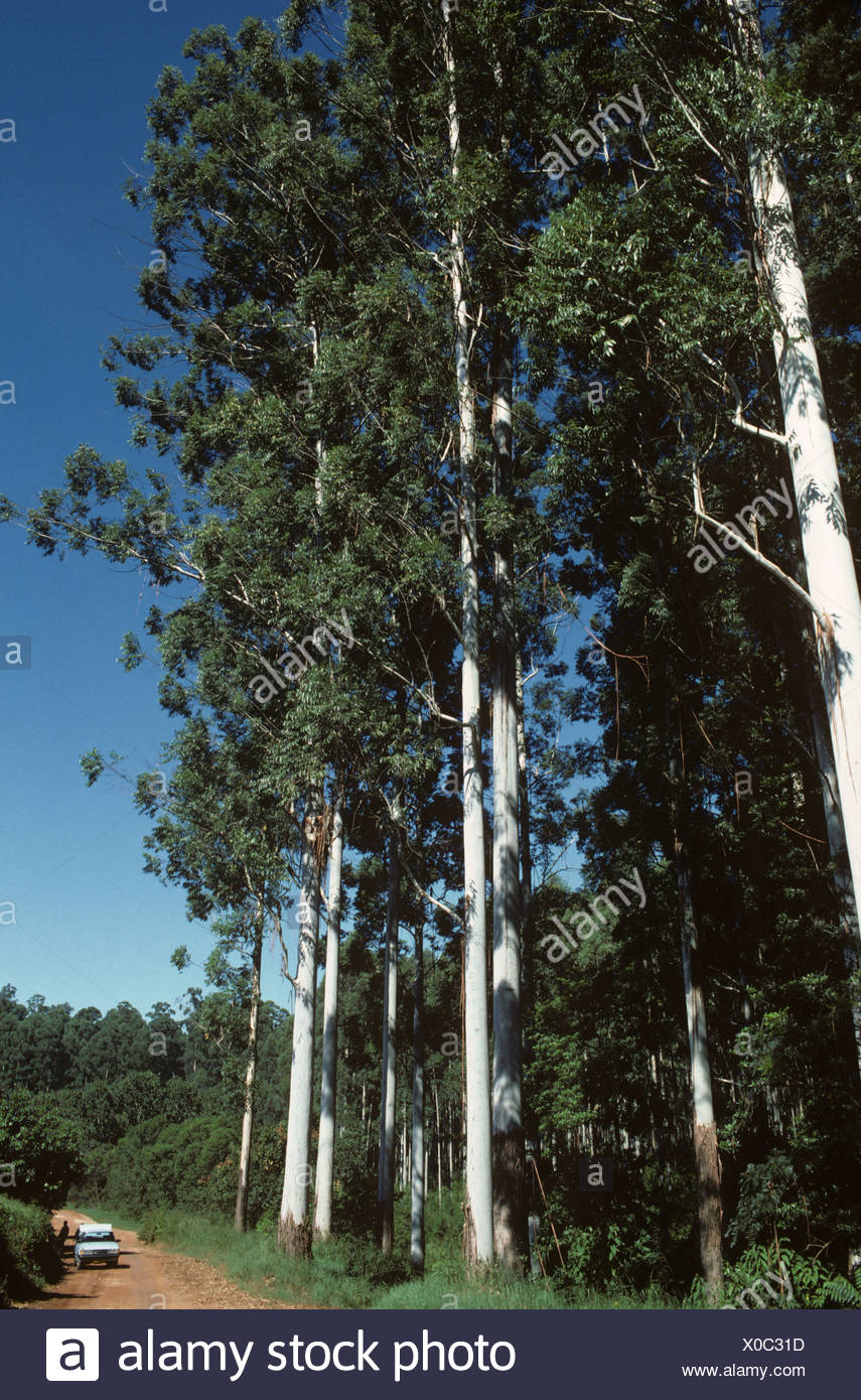 Eucalyptus Plantation Africa High Resolution Stock Photography and Images Alamy