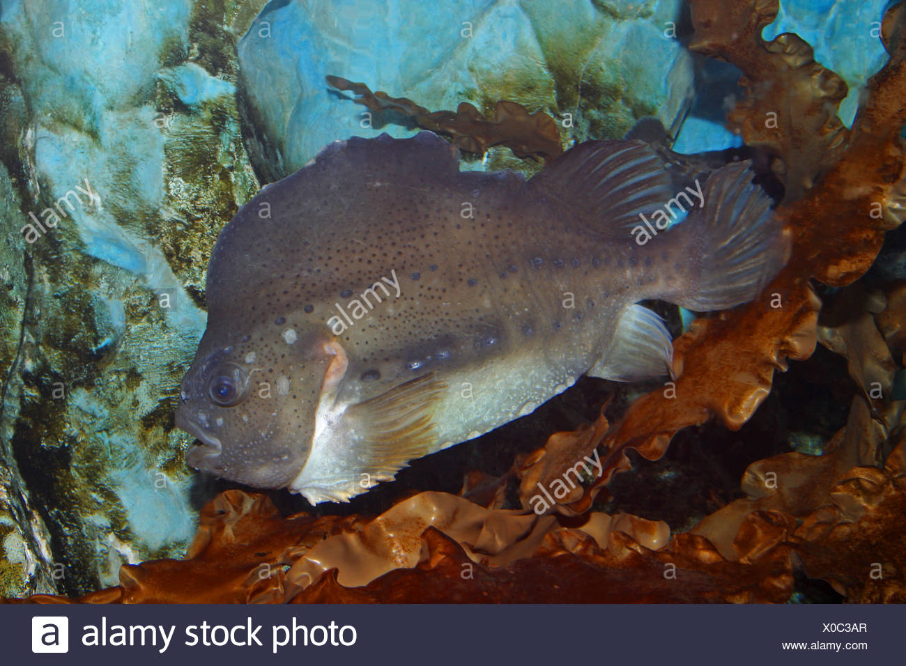 Hen Fish Algae Tanks Stock Photos & Algae Tanks Stock Images - Alamy