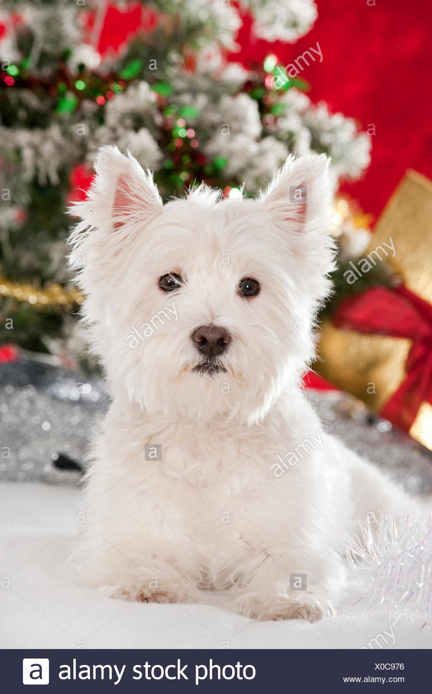 westie xmas