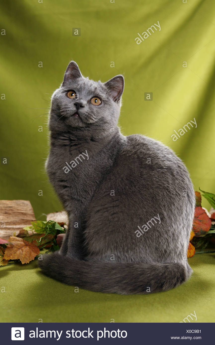 Britisch Kurzhaar British Shorthair Stock Photo Alamy