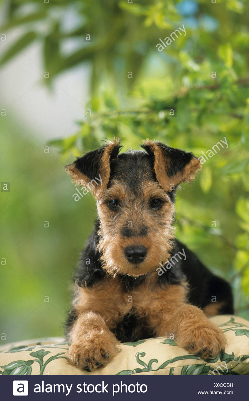 welsh terrier puppy