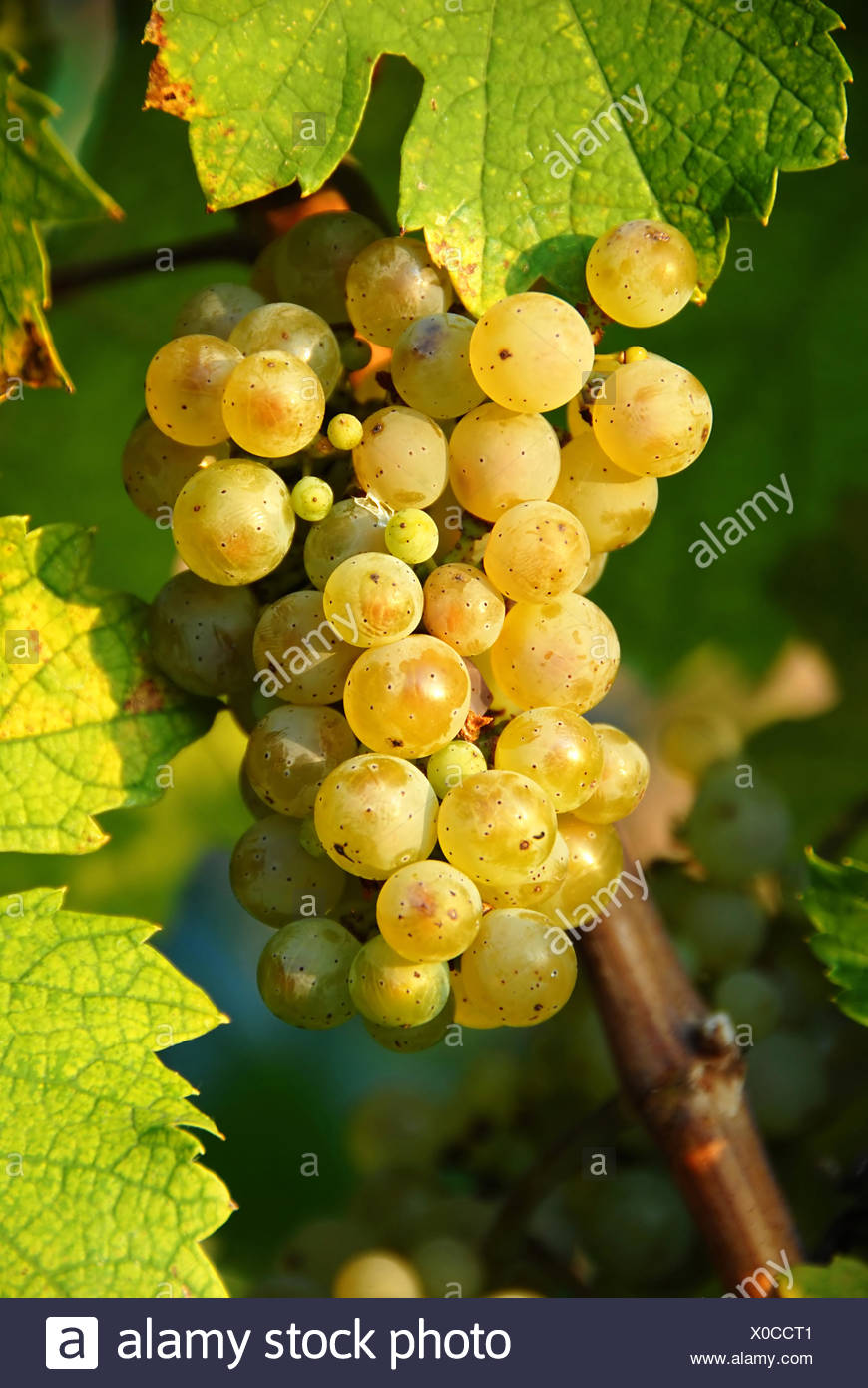 Brown Spots Grapes High Resolution Stock Photography And Images Alamy