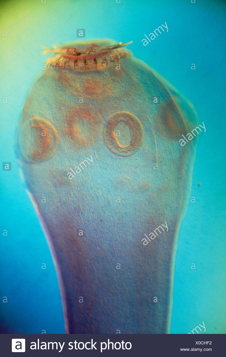 Tapeworm Head High Resolution Stock Photography and Images Alamy