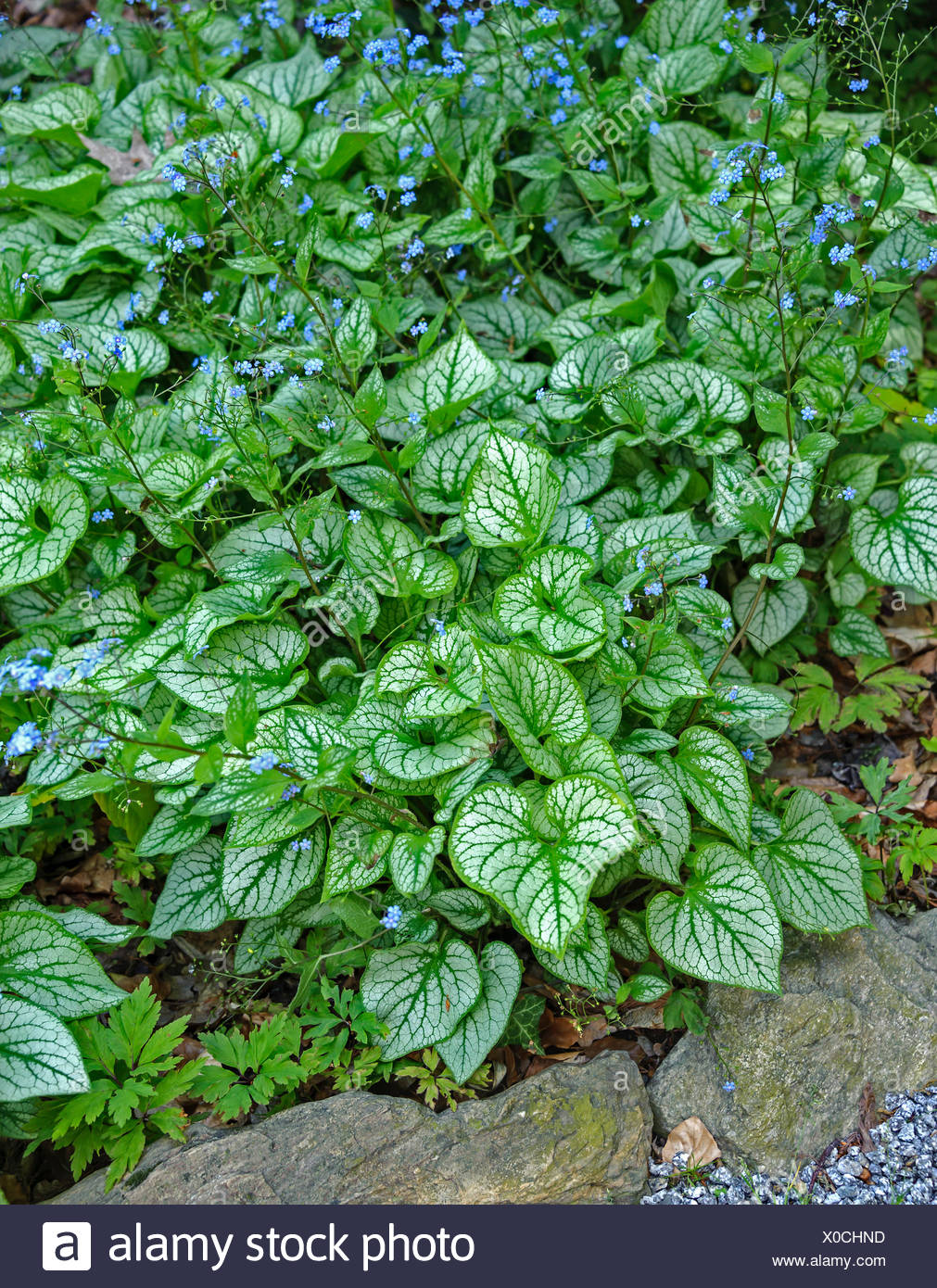 Jack Frost Plant High Resolution Stock Photography and Images - Alamy