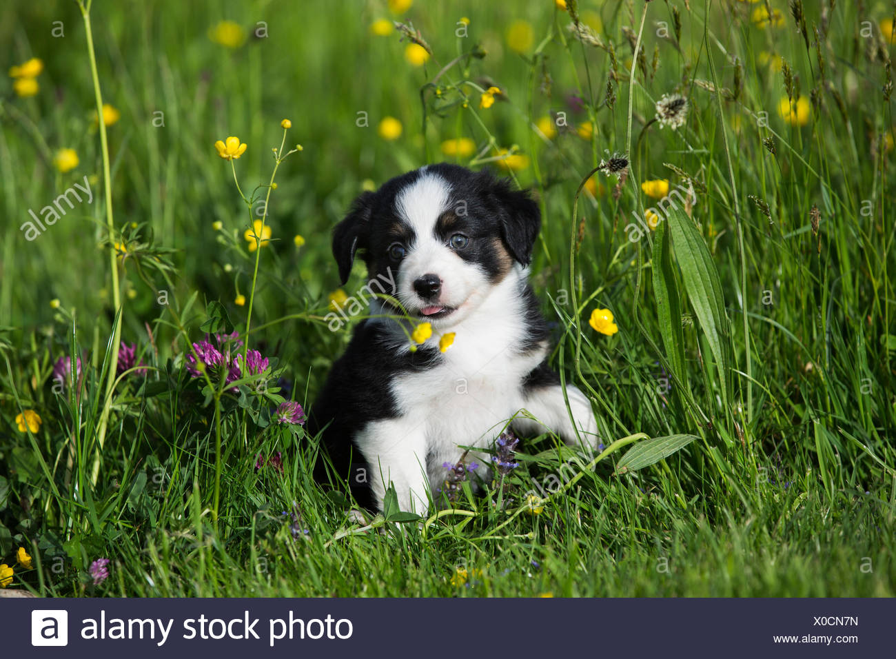 Miniature American Shepherd Or Miniature Australian Shepherd Or Mini Aussie Puppy Black Tri Sitting In Flower Meadow Stock Photo Alamy