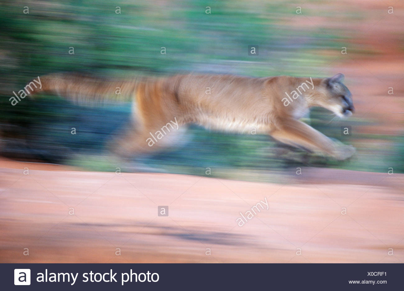 Cougar Running High Resolution Stock Photography and Images Alamy