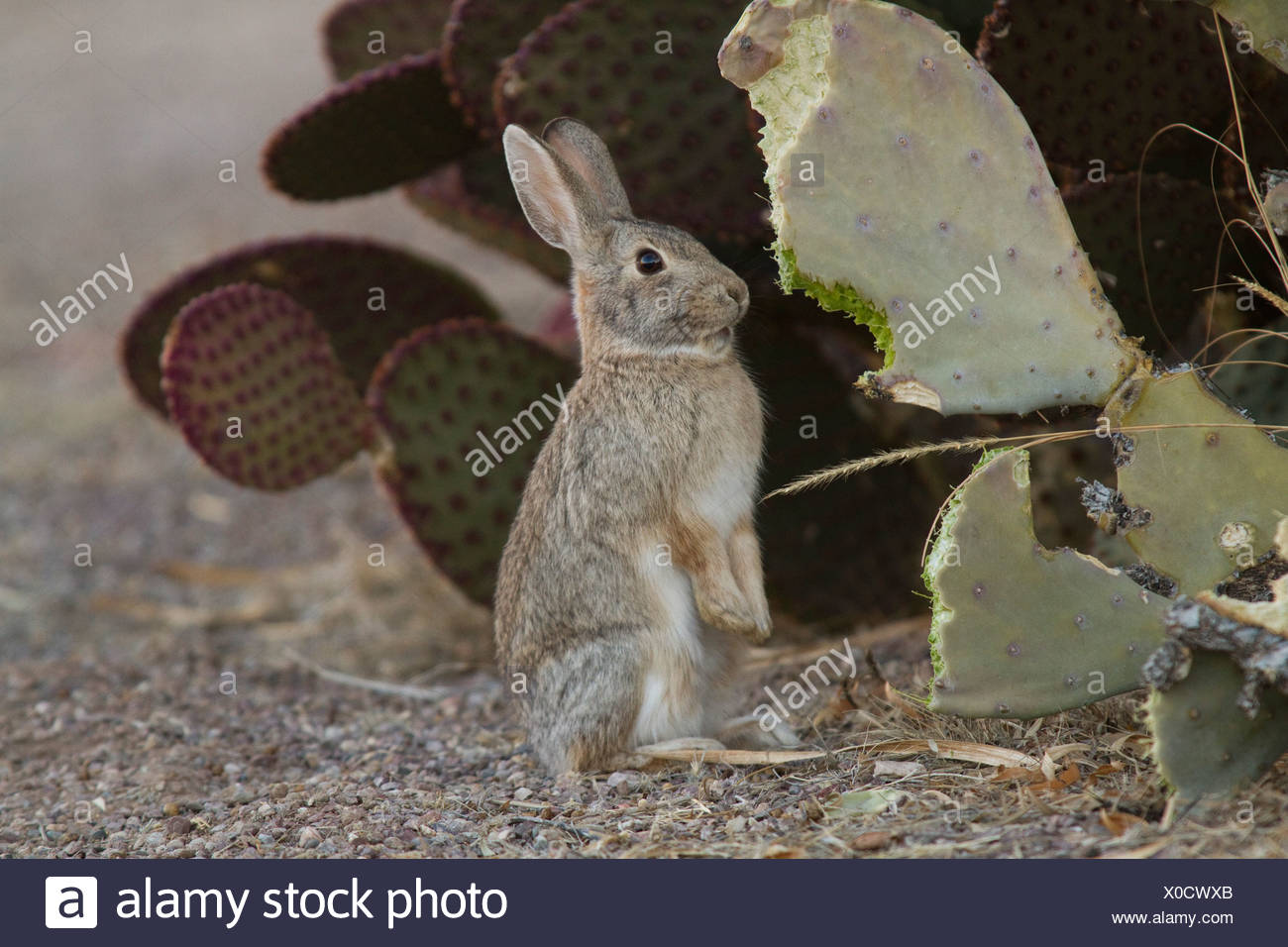 Desert Animal Eating Cactus High Resolution Stock