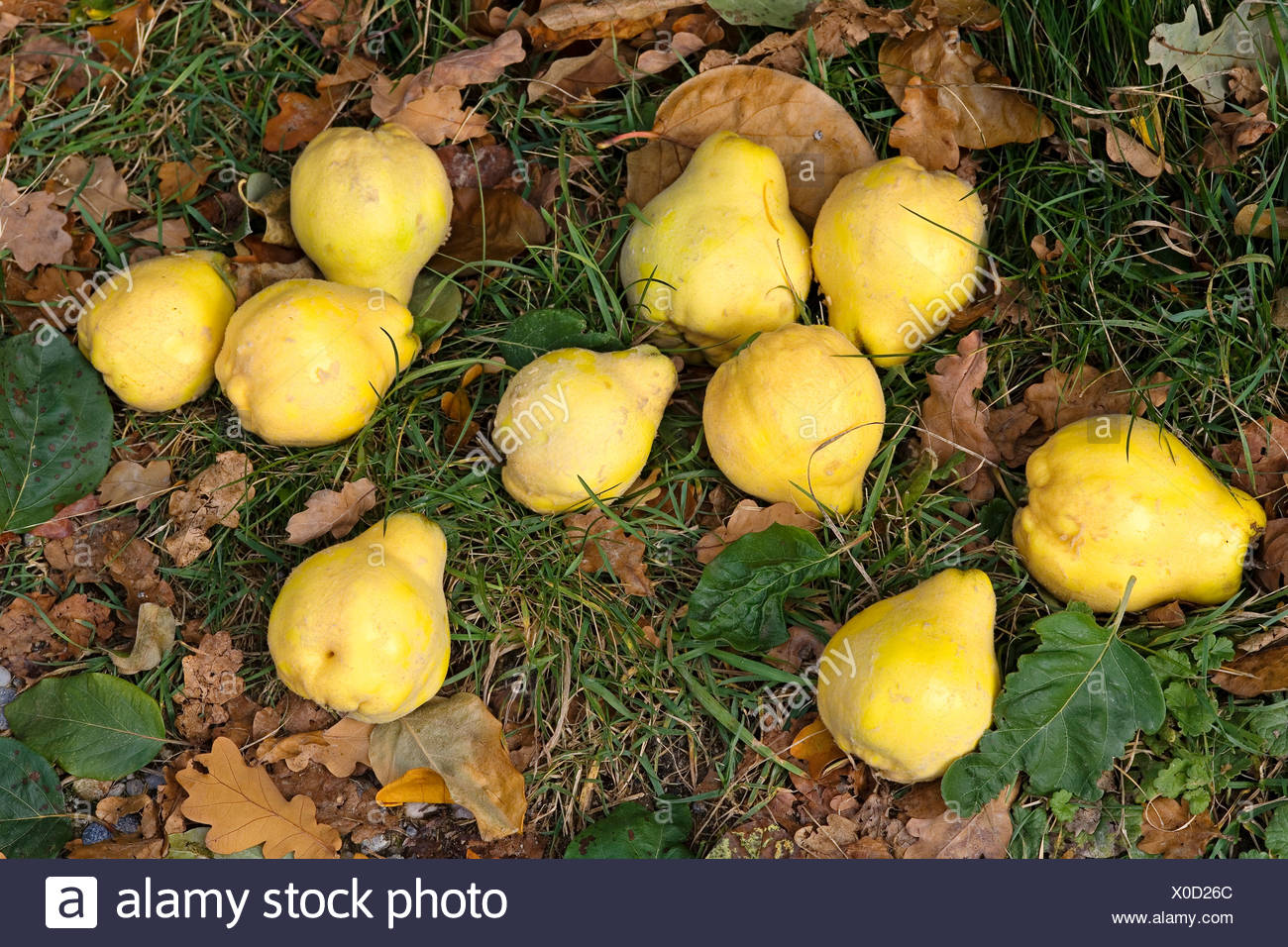 Quitte Ernte Stock Photos Quitte Ernte Stock Images Alamy