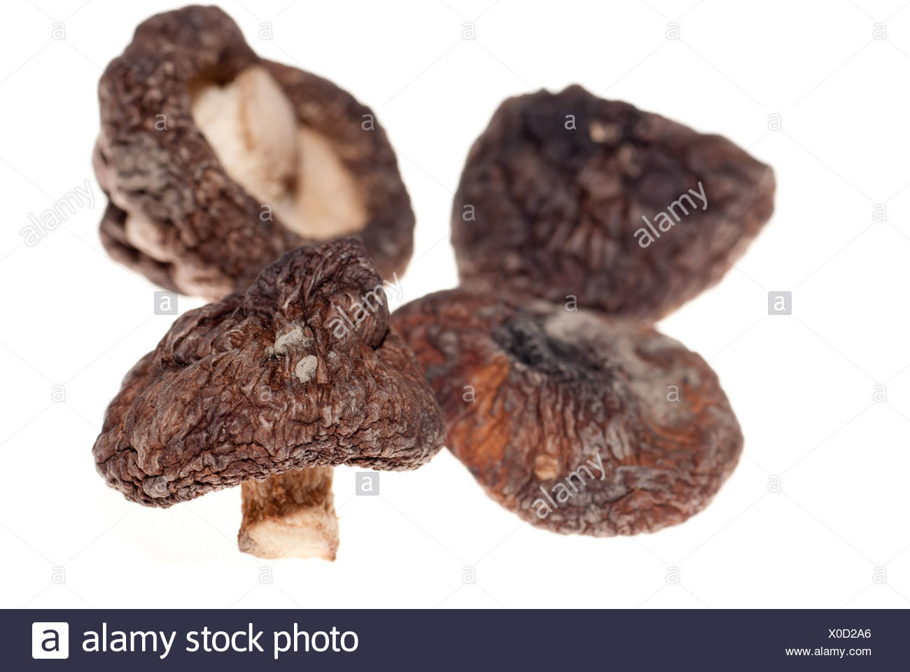 Chinese Black Mushroom Stock Photos & Chinese Black Mushroom Stock