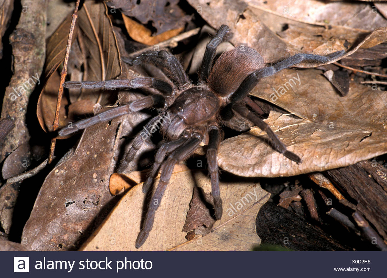 Jungle Tarantula High Resolution Stock Photography and Images - Alamy