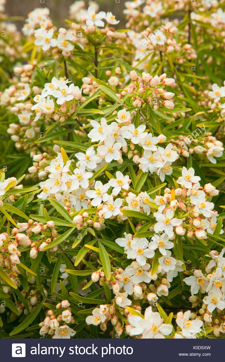 Avoir Images Mexican Orange Blossom Stock Photos Mexican Orange Blossom Stock