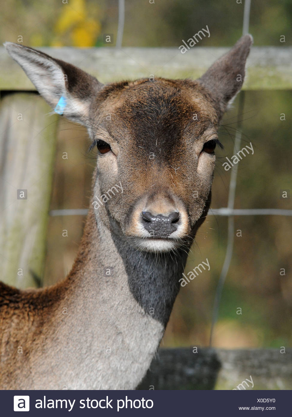 Ear Tag High Resolution Stock Photography and Images Alamy