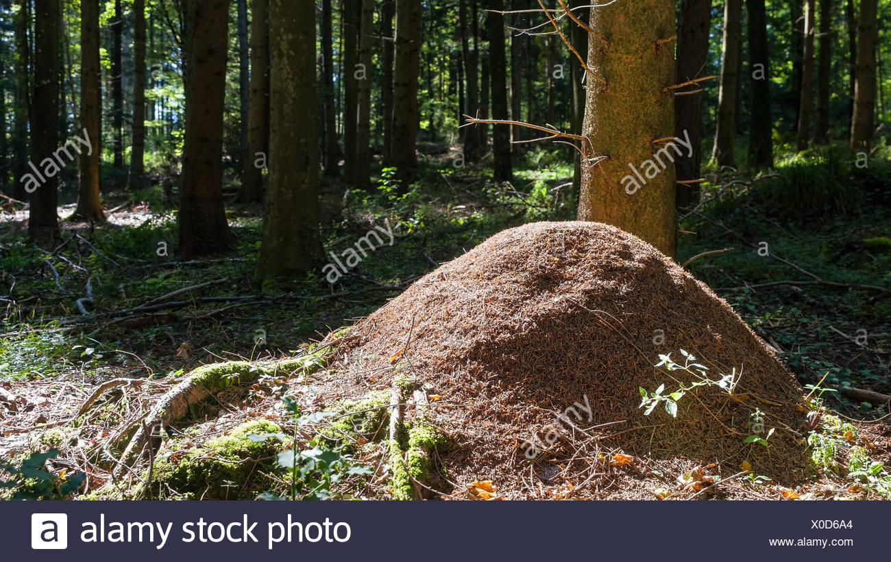 Ant Hills High Resolution Stock Photography and Images Alamy