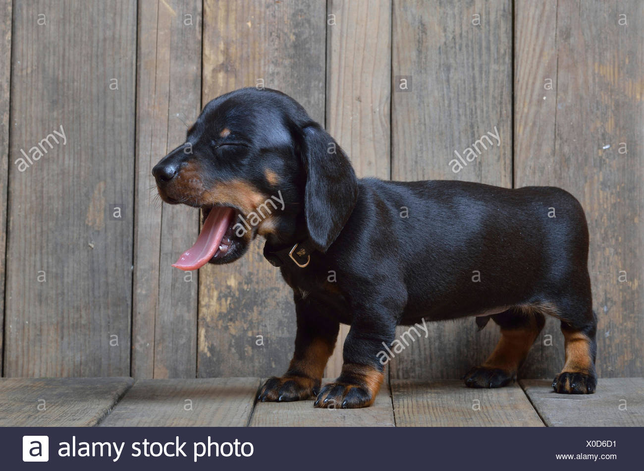 Yawning Dachshund Puppy Stock Photos Yawning Dachshund Puppy