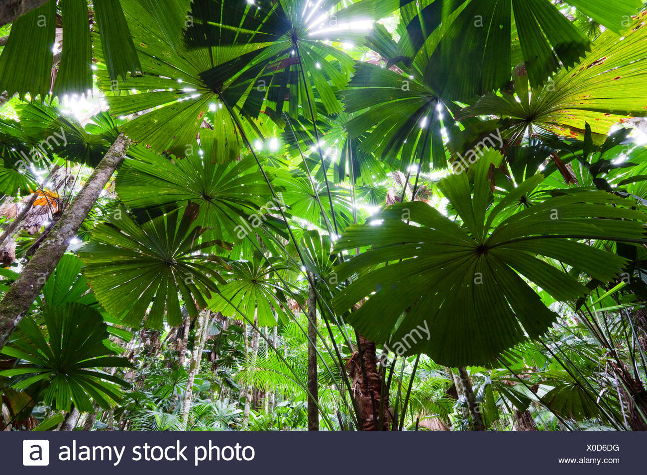 Rainforest High Resolution Stock Photography and Images - Alamy
