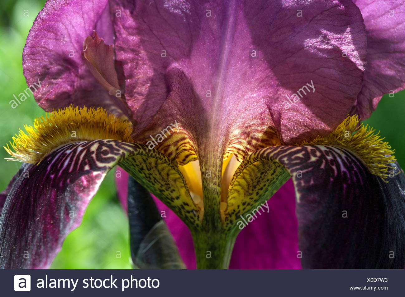 Iris Iris Sp High Resolution Stock Photography And Images Alamy