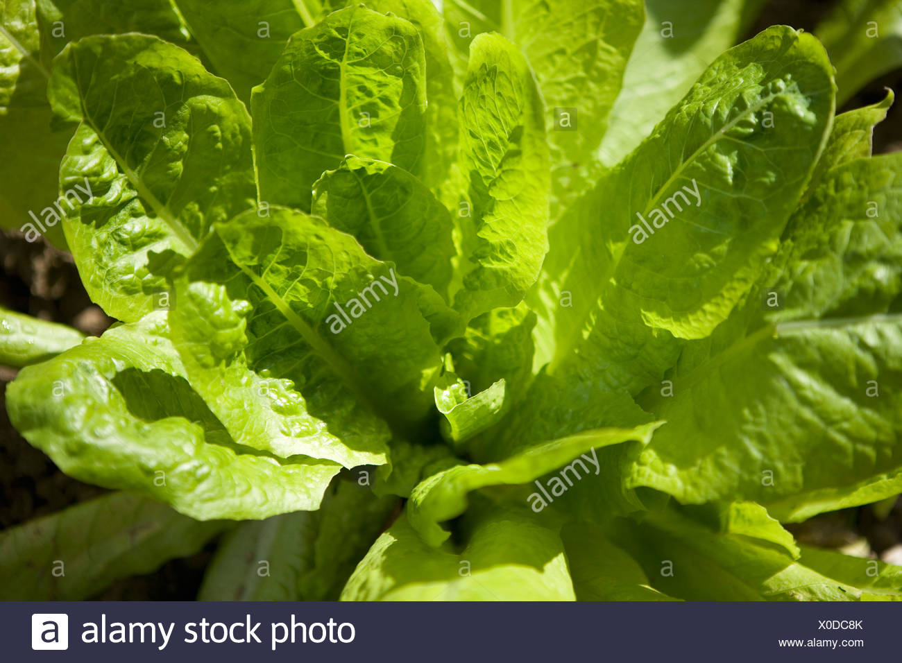 Lettuce Heart High Resolution Stock Photography and Images Alamy